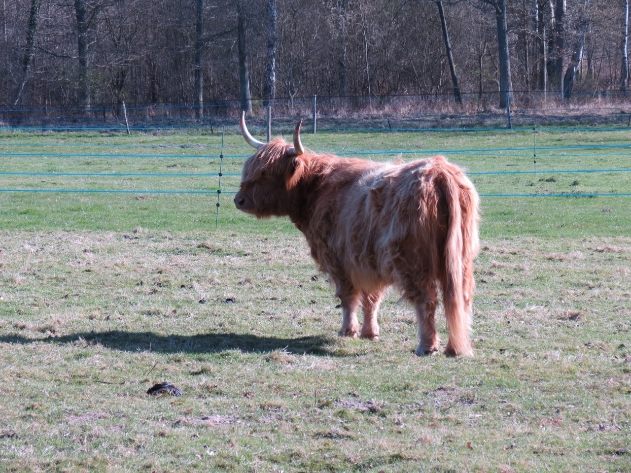 2012 04 21 Ornitho à Gambaiseuil 15